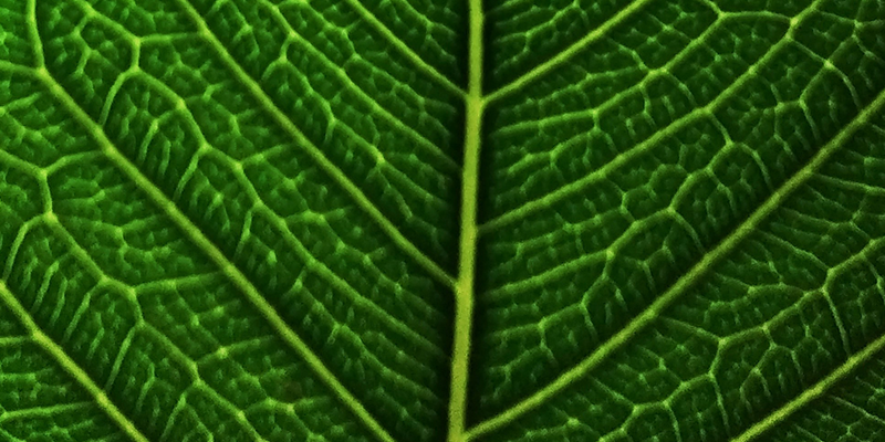 從繁瑣到高效，從偏差到精準：植物細胞計數(shù)的迭代升級，為您的研究與生產(chǎn)加速